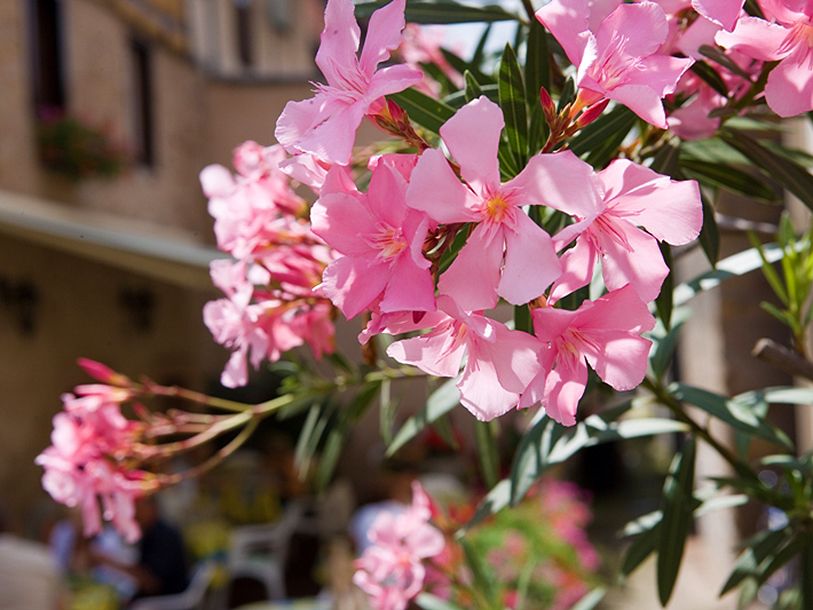 Nyd Alsaces blomsterpragt - den findes ikke helt magen til andre steder